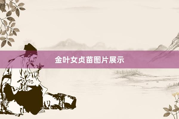 金叶女贞苗图片展示